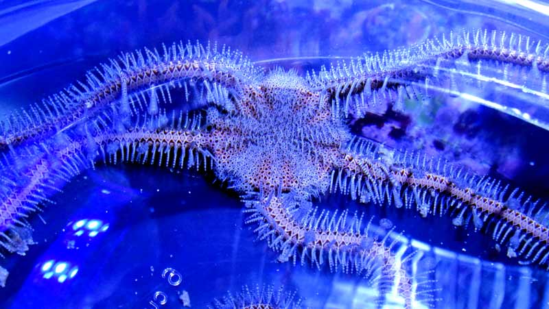 nobby brittle star - Cool Pink Knobby Brittle Starfish