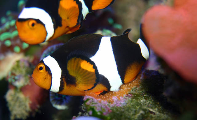 clowns laying2 - Percula Clownfish (laying eggs)