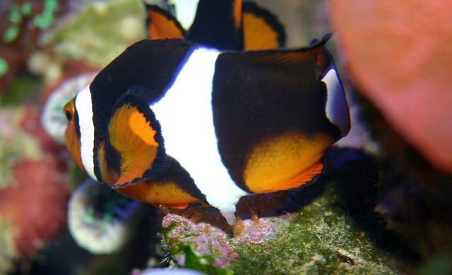 clowns laying3 - Percula Clownfish (laying eggs)