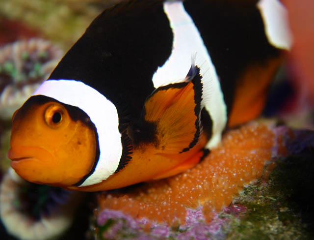 clowns laying4 - Percula Clownfish (laying eggs)