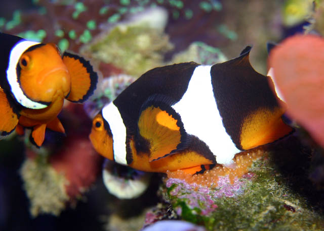 clowns laying6 - Percula Clownfish (laying eggs)