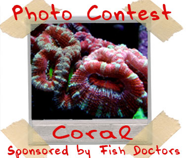 april potm contest - April Photo of the Month Contest - sponsored by Fish Doctors