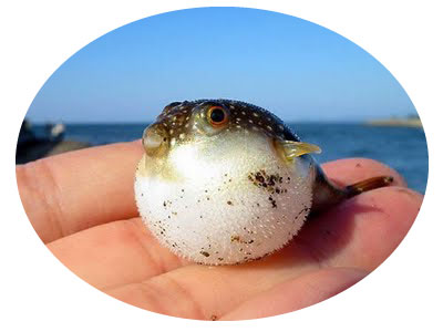 baby puffer fish - October "Newsletter"