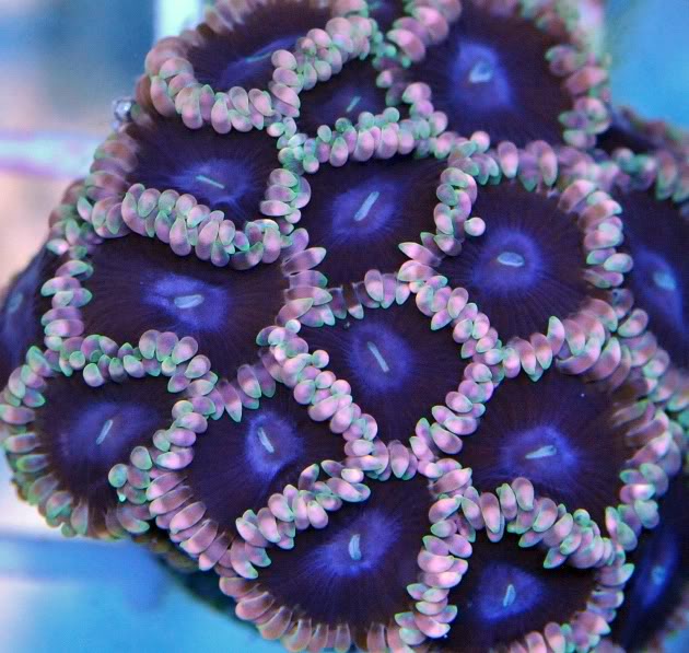 growout crazyskirts - CR Grow Out Contest - Awesome Frags - Win an Inland Reef Saw