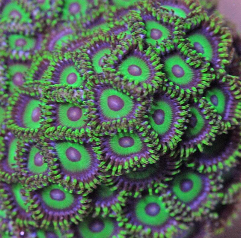 growout lalakers - CR Grow Out Contest - Awesome Frags - Win an Inland Reef Saw