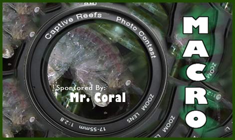 mrcoral macro potm lg - Macro Photo Contest - sponsored by Mr. Coral