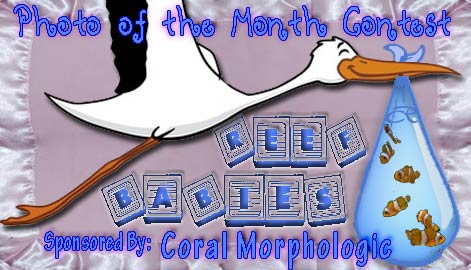 potm reef babies - VOTE NOW - Reef Babies - sponsored by Coral Morphologic