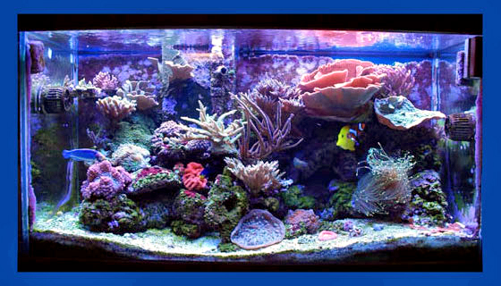 fts youngtimothy - Youngtimothy's Beautiful Reef